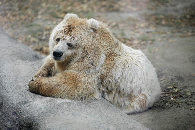 bear lying on the ground. Outdoors