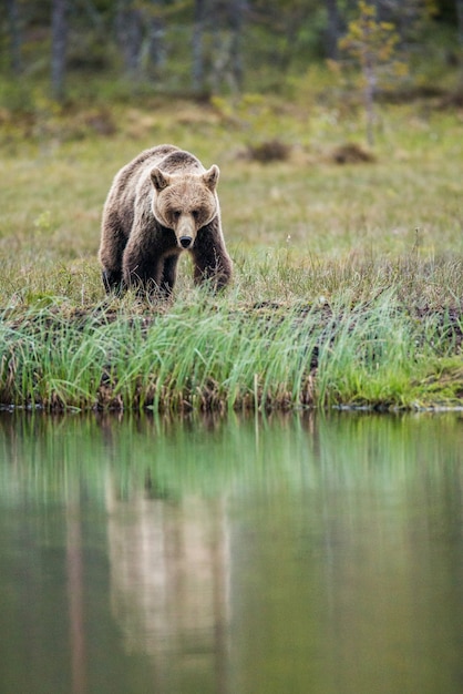 Bear near a forest lake with reflection on a beautiful forest background