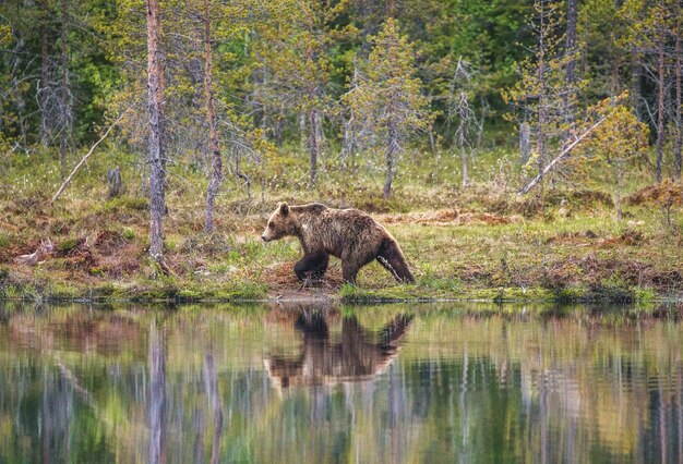 Bear near a forest lake with reflection on a beautiful forest background