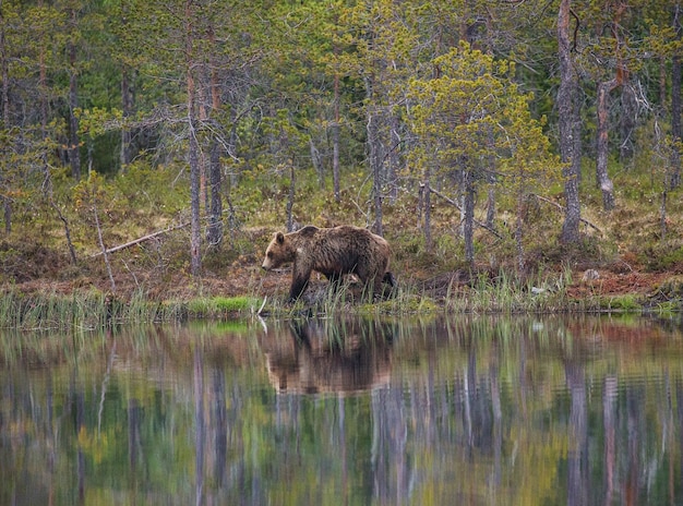 Bear near a forest lake with reflection on a beautiful forest background