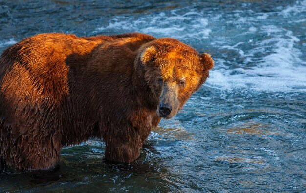 Фото Медведь на аляске