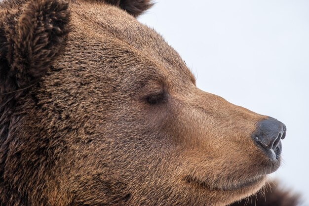 Bear portrait on the snow looking at you