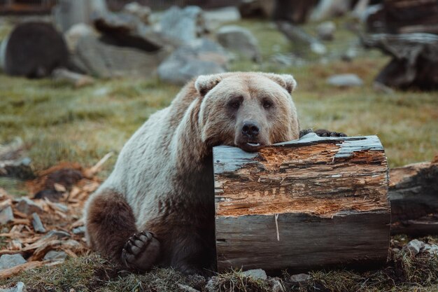 곰은 alaskan이라는 단어가 적힌 통나무 위에 앉아 있습니다.