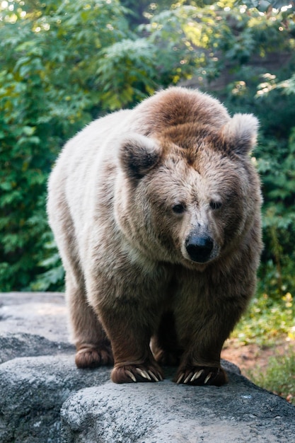 Foto un orso sulla riva di un lago