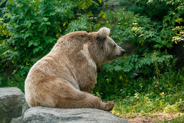 Foto un orso sulla riva di un lago