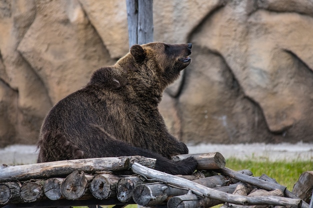 a bear sits on a wooden floor in the zoo in the summer