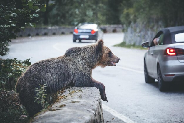 Photo bear sitting on retaining wall in forest