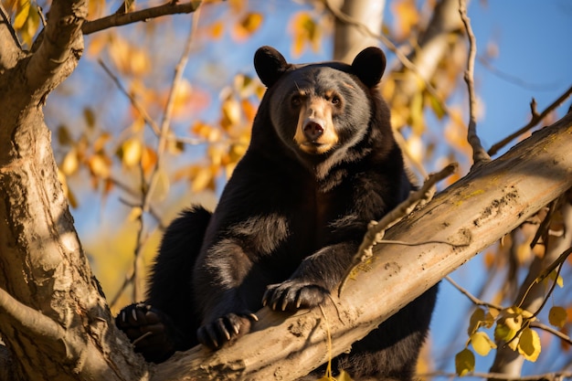a bear sitting in a tree with its paws on a branch