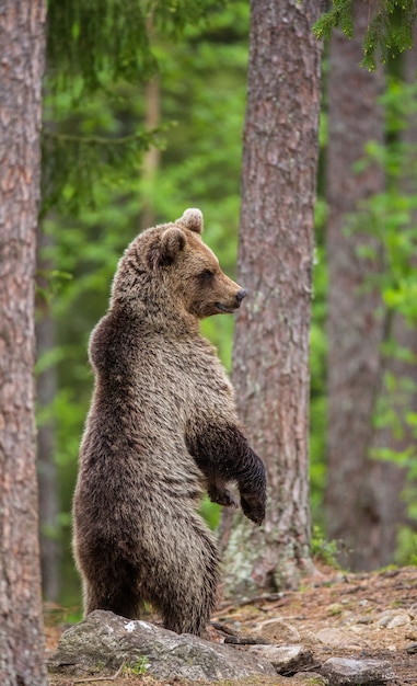 Медведь стоит на задних лапах и смотрит вдаль посреди леса.
