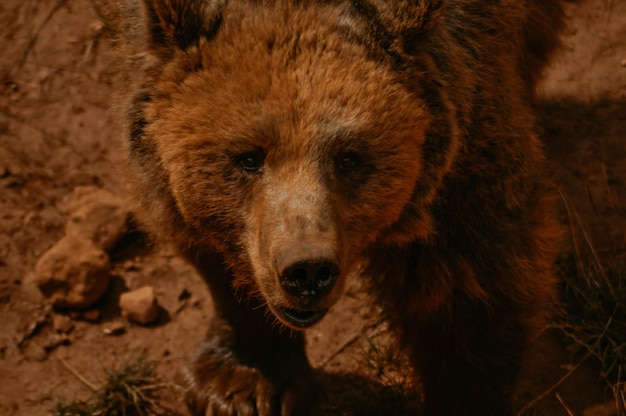 Photo bear staring at the camera