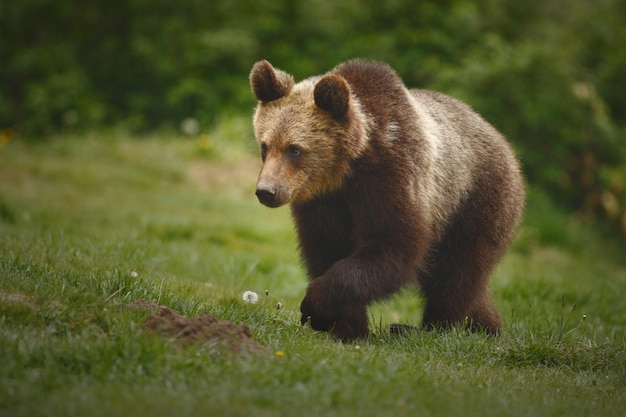 Foto orso che cammina sull'erba