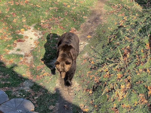 A bear walking on a path