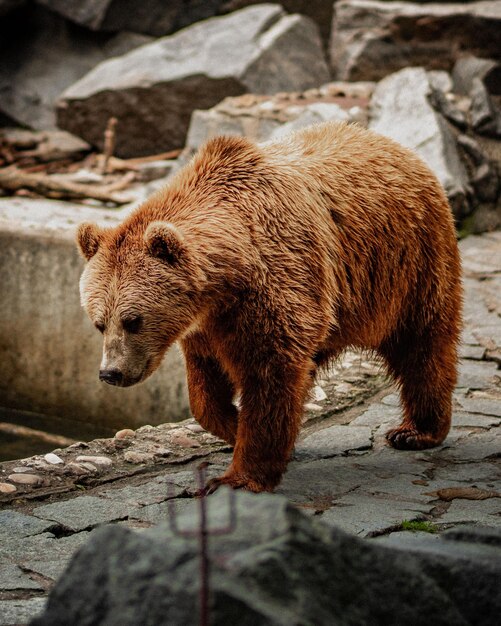 Foto orso che cammina sulla roccia