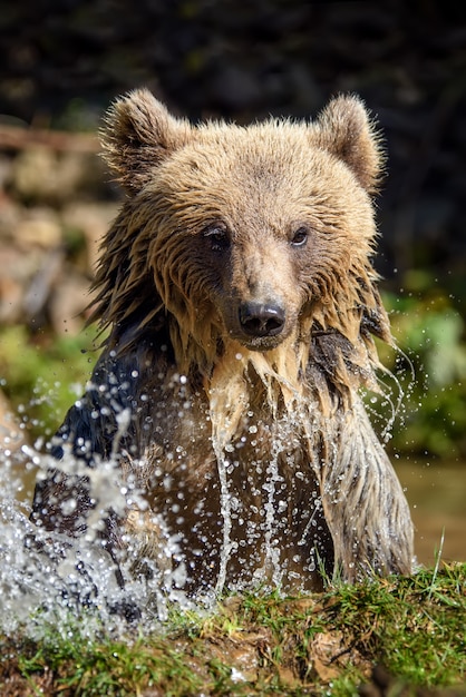 水に耐える、振り払う。森の湖の美しい動物。川の危険な動物。 Ursus arctos の野生動物のシーン