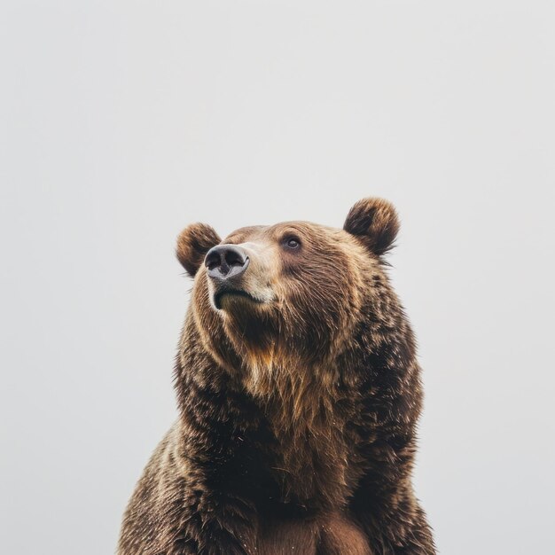 bear on white background