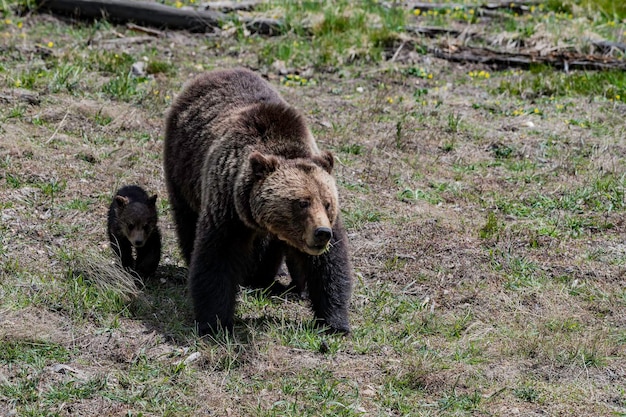 Photo bear in the wild