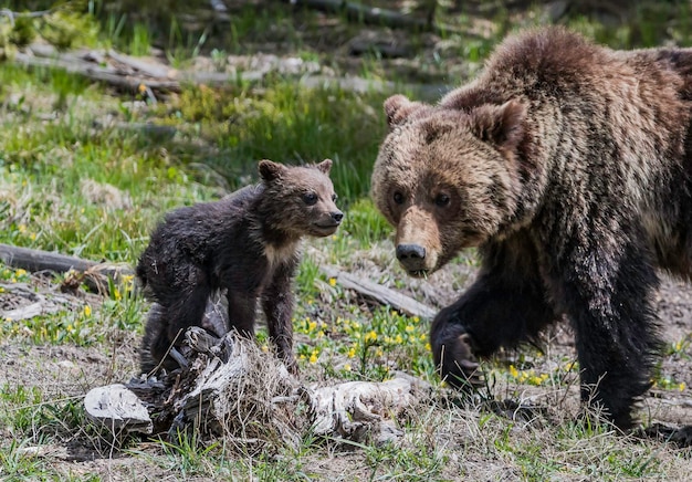 Photo bear in the wild