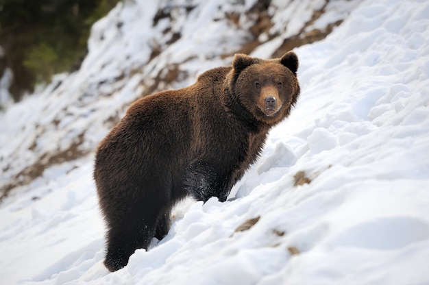 Bear in winter forest