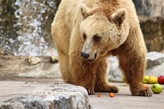 Foto orso allo zoo