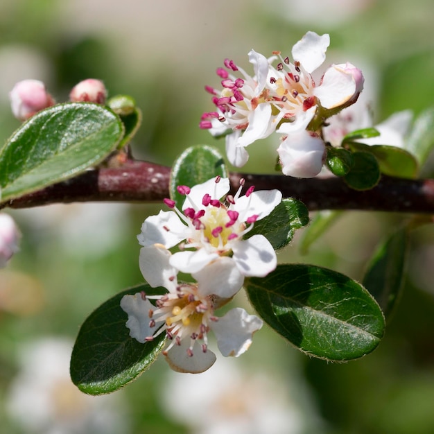 Кизильник толокнянки Radicans белый цветок Латинское название Cotoneaster dammeri Radicans