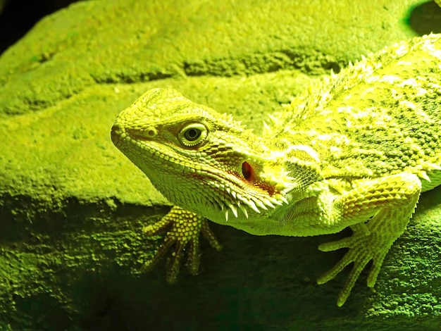 Bearded agama Lat Pogona barbata is a species of agam lizard Bearded lizard A species of lizard in the family Agamovidae In shades of green in the terrarium up close