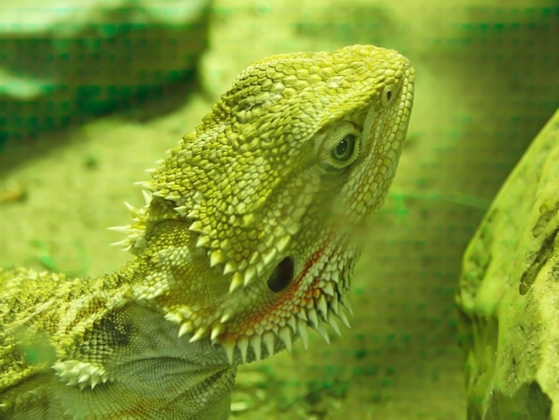 ひげを生やしたアガマ Lat Pogona barbata は、アガマトカゲの種であります ひげを生やしたトカゲ アガモビダエ科のトカゲの種 テラリウムの緑の色合いで