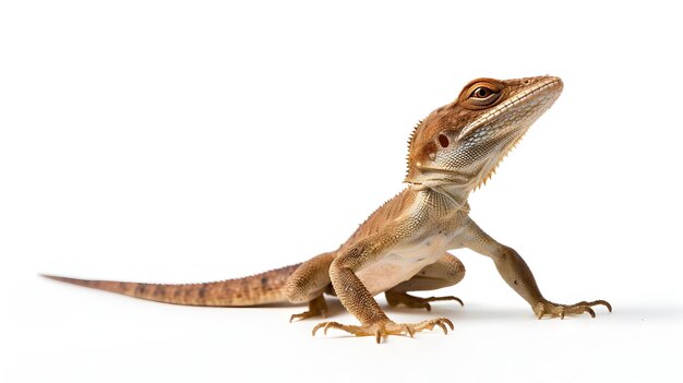 A bearded anole displaying its dewlap