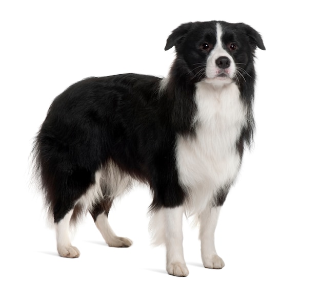 Bearded Collie, 1 jaar oud, staand