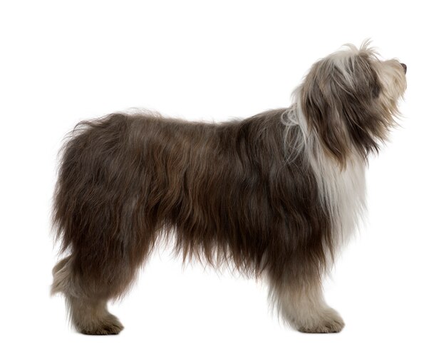 Bearded Collie, 3 Years Old, standing