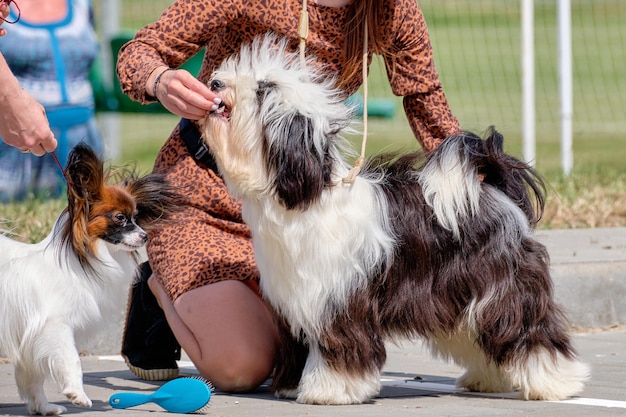 Foto collie barbuto a una mostra canina in uno stand accanto a un istruttore