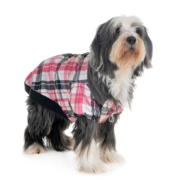 bearded collie in studio