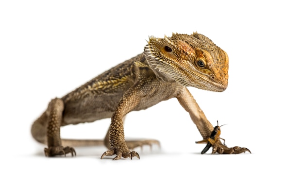 Bearded dragon and cricket, isolated on white