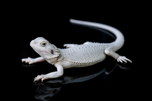 Bearded dragon on ground with black background