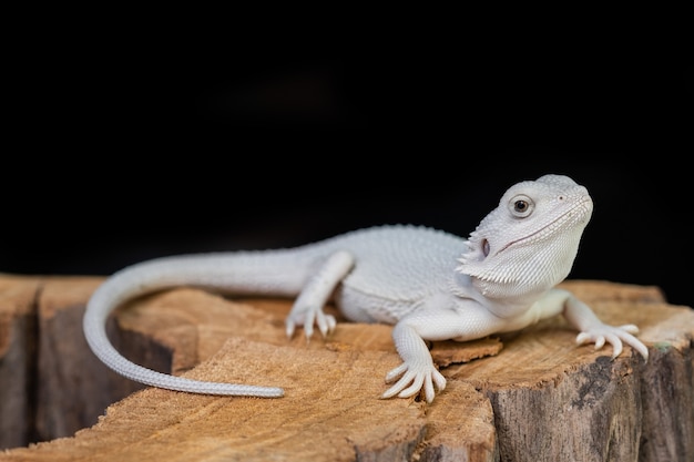 Bearded dragon on ground with black background