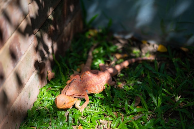 背景がぼやけている地面にひげを生やしたドラゴン