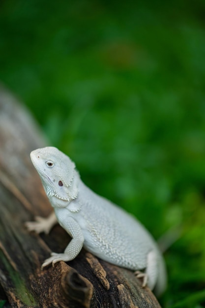 背景がぼやけている地面にひげを生やしたドラゴン