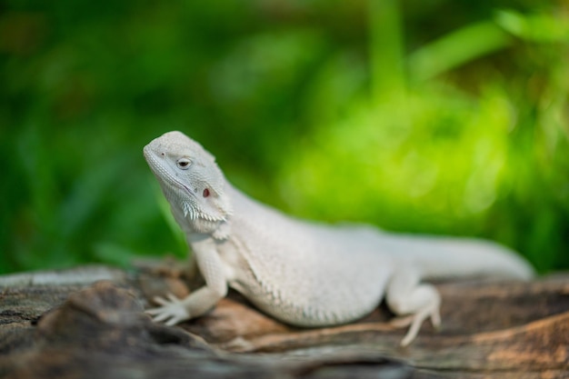 背景がぼやけている地面にひげを生やしたドラゴン