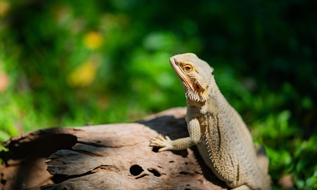 背景がぼやけている地面にひげを生やしたドラゴン