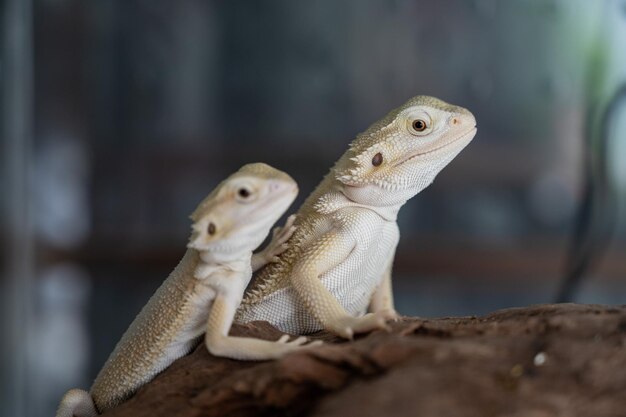 Bearded dragon on ground with blur background