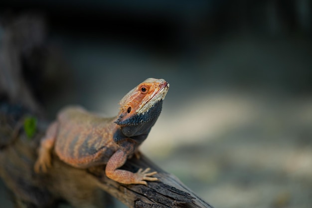 背景がぼやけている地面にひげを生やしたドラゴン