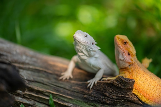 背景がぼやけている地面にひげを生やしたドラゴン