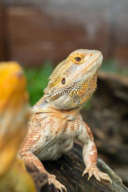 背景がぼやけている地面にひげを生やしたドラゴン