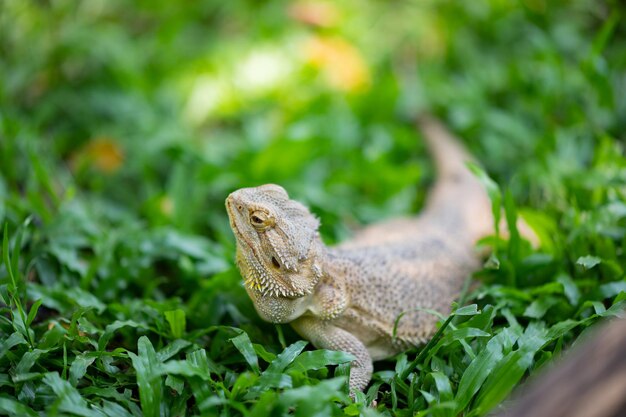 背景がぼやけている地面にひげを生やしたドラゴン