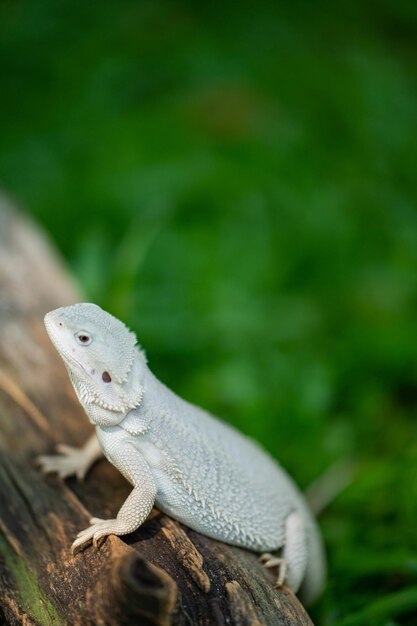 Bearded dragon on ground with blur background