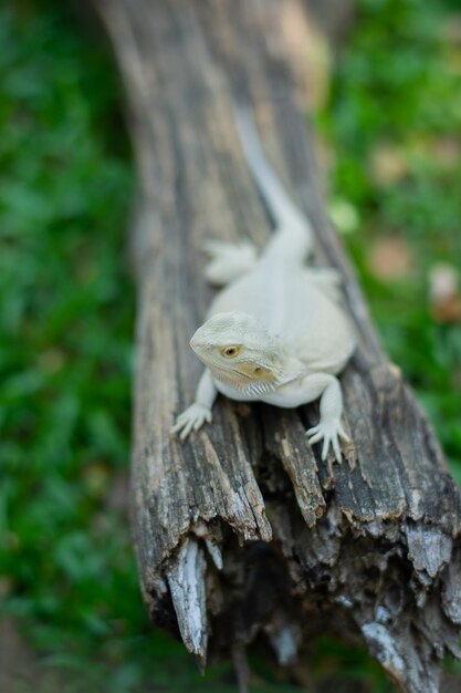 Photo bearded dragon on ground with blur background