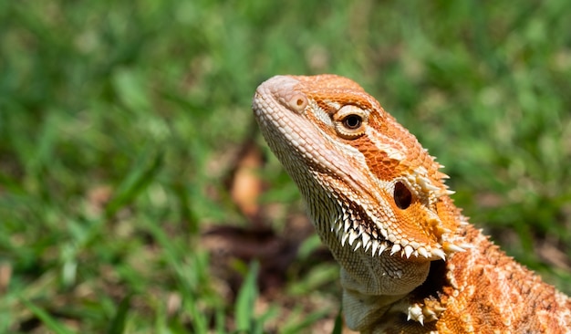 背景をぼかした地面にひげを生やしたドラゴン