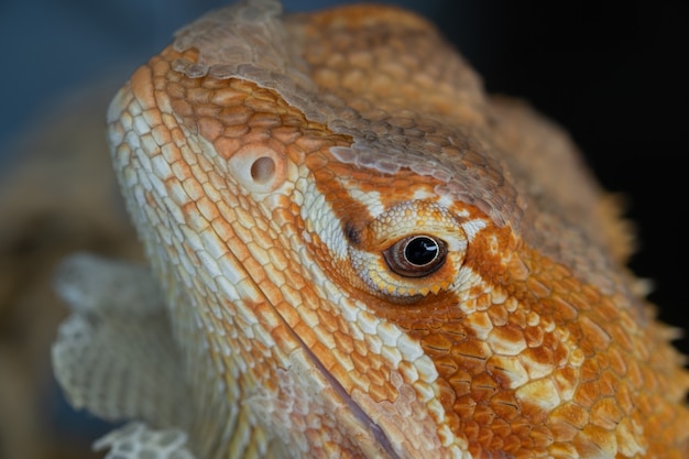 Bearded dragon on ground with blur background