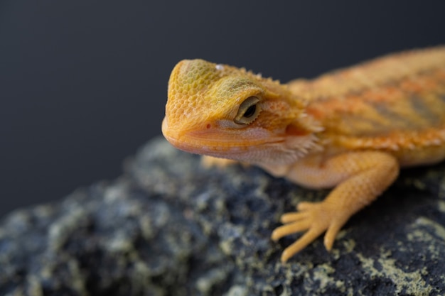 Bearded dragon on ground with blur background