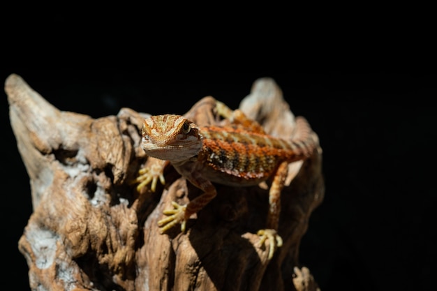 Bearded dragon on ground with blur background