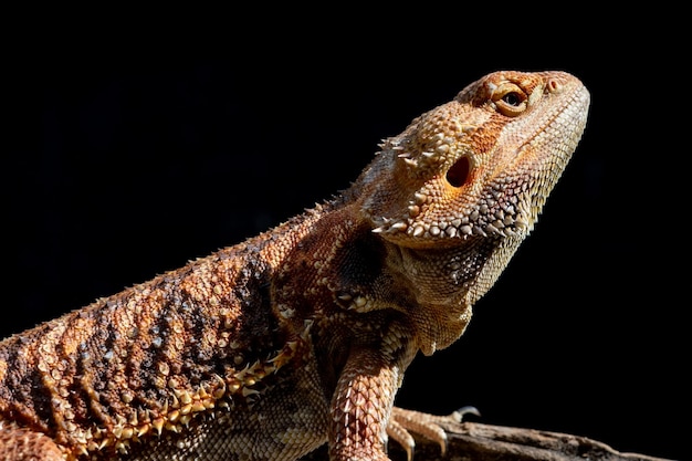 Bearded dragon on ground with blur background